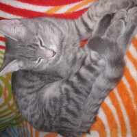 Nebelung, Kedi  gölge fotoğrafı