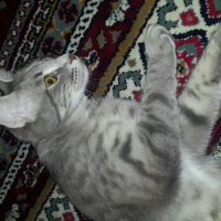 Nebelung, Kedi  gölge fotoğrafı