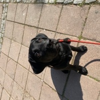 Labrador Retriever, Köpek  Sirius fotoğrafı