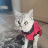 British Shorthair, Kedi  Mişa fotoğrafı