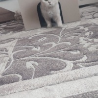 British Shorthair, Kedi  Mişa fotoğrafı