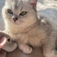 British Shorthair, Kedi  Mişa fotoğrafı