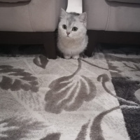 British Shorthair, Kedi  Mişa fotoğrafı