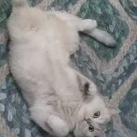 British Shorthair, Kedi  Mişa fotoğrafı