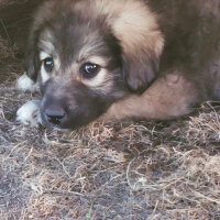 Kangal, Köpek  Rüzgar fotoğrafı