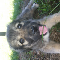 Kangal, Köpek  Rüzgar fotoğrafı