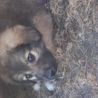 Kangal, Köpek  Rüzgar fotoğrafı