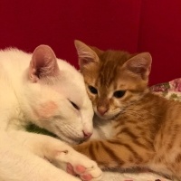 Tekir Kedi, Kedi  Sütlaç fotoğrafı