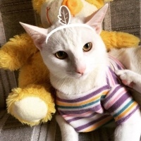 Tekir Kedi, Kedi  Sütlaç fotoğrafı
