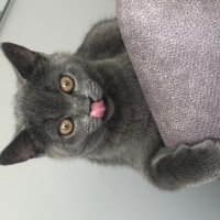 British Shorthair, Kedi  Cesur fotoğrafı