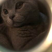 British Shorthair, Kedi  Cesur fotoğrafı