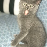 British Shorthair, Kedi  Cesur fotoğrafı