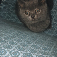 British Shorthair, Kedi  Cesur fotoğrafı