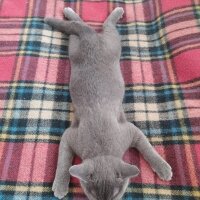 British Shorthair, Kedi  Cesur fotoğrafı