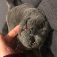 British Shorthair, Kedi  Cesur fotoğrafı