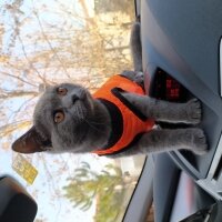 British Shorthair, Kedi  Behlül fotoğrafı