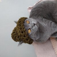 British Shorthair, Kedi  Behlül fotoğrafı