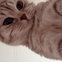 British Shorthair, Kedi  Muezza fotoğrafı