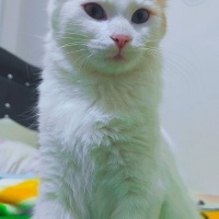 Van Kedisi, Kedi  Pamuk 7 aylık fotoğrafı