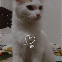 Van Kedisi, Kedi  Pamuk 7 aylık fotoğrafı