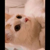 Van Kedisi, Kedi  Pamuk 7 aylık fotoğrafı