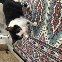 Tekir Kedi, Kedi  Fıstık fotoğrafı