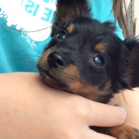 Minyatür Pinscher, Köpek  Topik fotoğrafı