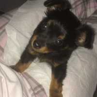 Minyatür Pinscher, Köpek  Topik fotoğrafı