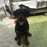 Rottweiler, Köpek  HAYDUT fotoğrafı