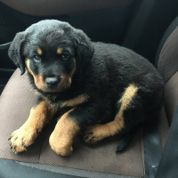 Rottweiler, Köpek  HAYDUT fotoğrafı