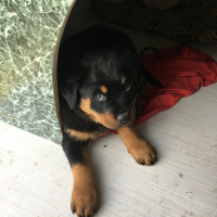 Rottweiler, Köpek  HAYDUT fotoğrafı