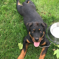 Rottweiler, Köpek  HAYDUT fotoğrafı