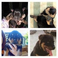 Rottweiler, Köpek  HAYDUT fotoğrafı