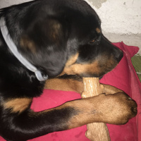 Rottweiler, Köpek  HAYDUT fotoğrafı