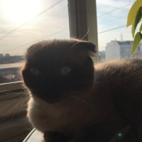 Scottish Fold, Kedi  Suzi fotoğrafı