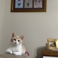 Sarman, Kedi  Mırmır fotoğrafı
