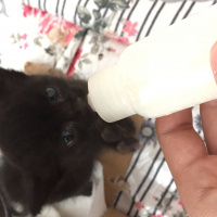 Tekir Kedi, Kedi  Gölge fotoğrafı