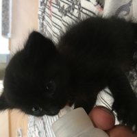 Tekir Kedi, Kedi  Gölge fotoğrafı
