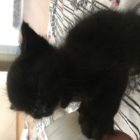 Tekir Kedi, Kedi  Gölge fotoğrafı