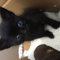 Tekir Kedi, Kedi  Gölge fotoğrafı