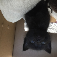 Tekir Kedi, Kedi  Gölge fotoğrafı
