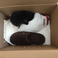 Tekir Kedi, Kedi  Gölge fotoğrafı