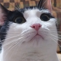 Tuxedo (Smokin) Kedi, Kedi  Milky fotoğrafı