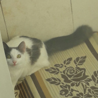 Tekir Kedi, Kedi  Nazli fotoğrafı