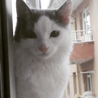 Tekir Kedi, Kedi  Nazli fotoğrafı