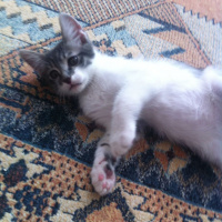 Tekir Kedi, Kedi  minik fotoğrafı