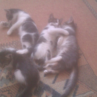 Tekir Kedi, Kedi  minik fotoğrafı