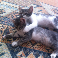 Tekir Kedi, Kedi  minik fotoğrafı