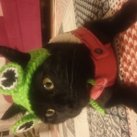 Bombay, Kedi  Luna fotoğrafı