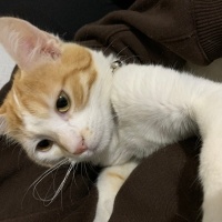 Sarman, Kedi  bal fotoğrafı